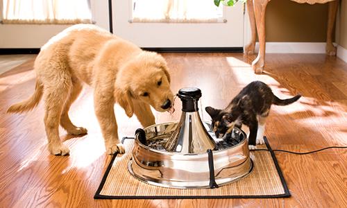 CHÓ CẦN UỐNG BAO NHIÊU NƯỚC 1 NGÀY LÀ ĐỦ
