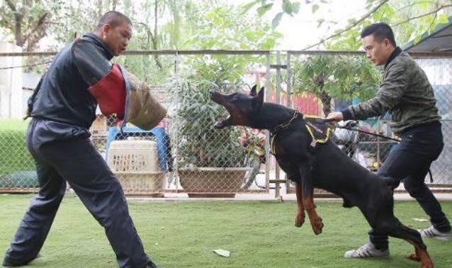 CÂU HỎI THƯỜNG GẶP KHI KHÁCH HÀNG GỬI CHÓ ĐI HUẤN LUYỆN TẠI TRUNG TÂM