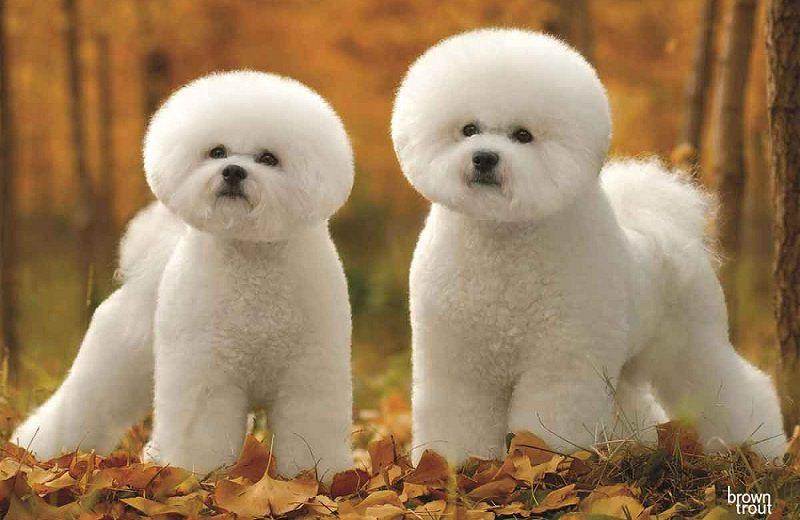 MẮT BAO LÂU ĐỂ DẠY CHÓ ĐI VỆ SINH ĐÚNG CHỖ?