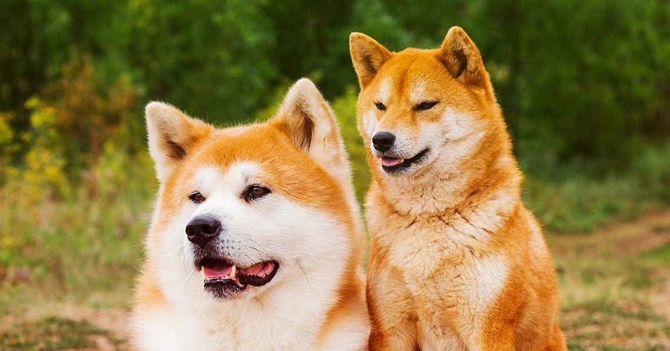 TRUNG TÂM HUẤN LUYỆN CHÓ AKITA TẠI HÀ NỘI CHẤT LƯỢNG