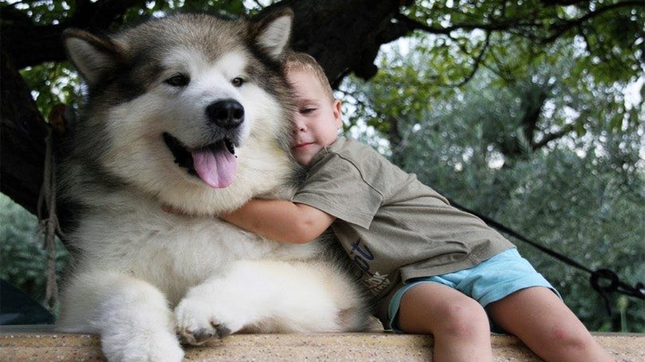 GIỚI THIỆU VỀ ĐỊA CHỈ HUẤN LUYỆN CHÓ ALASKA UY TÍN TẠI HÀ NỘI.