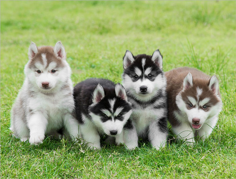 TRUNG TÂM HUẤN LUYỆN CHÓ HUSKY TẠI HÀ NỘI.